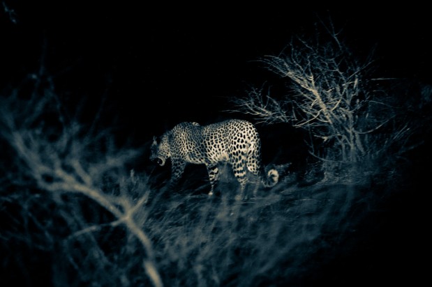 Um leopardo descontente flagrado à noite 619x412 29 Exemplos Impressionantesde Fotografia Noturna