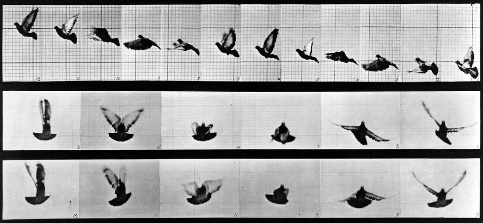 Homem e cavalo pulando, de &39;Animals in Motion&39; por Muybridge